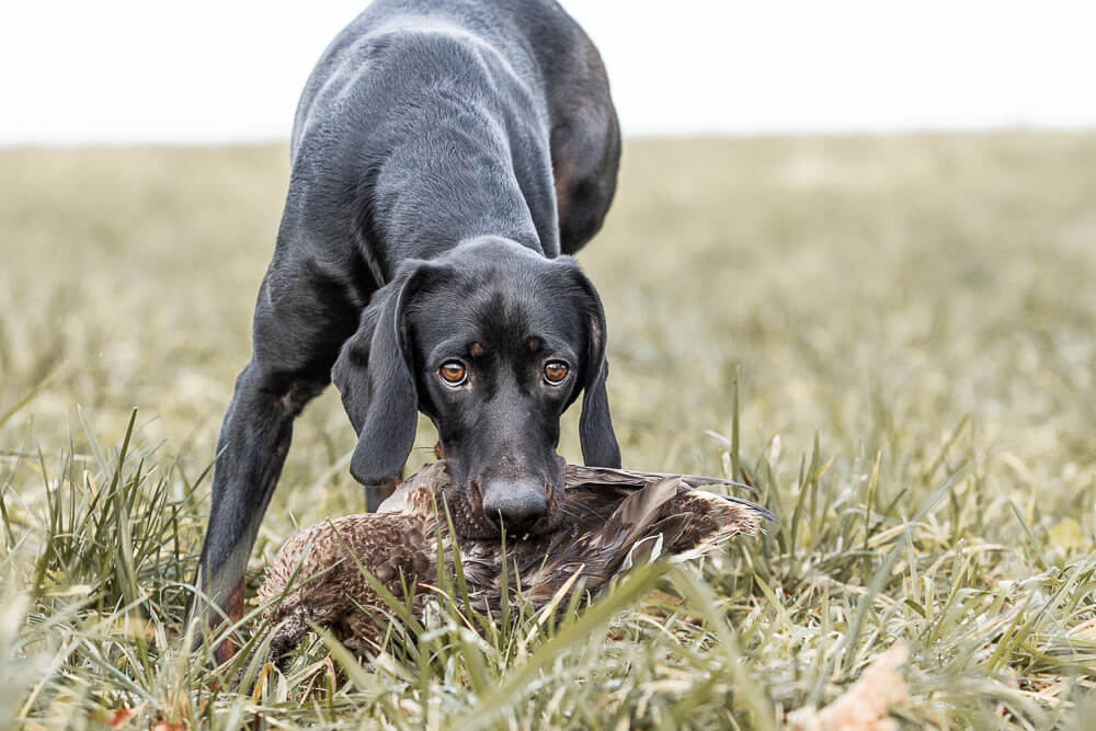 Tierfotografie Saarland