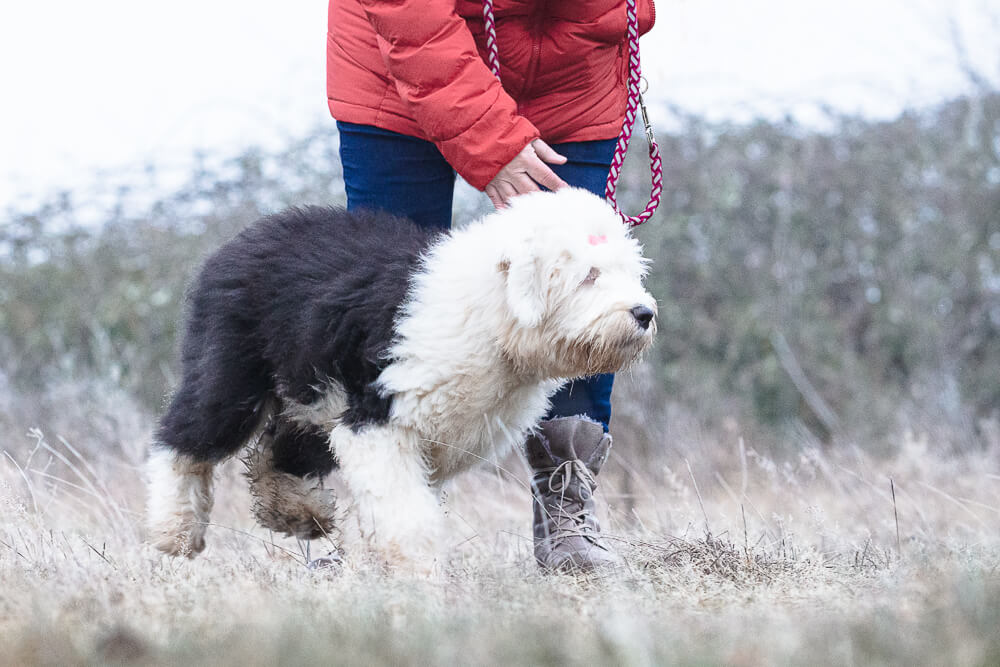 TierfotografieSaarland-Hundefotografie
