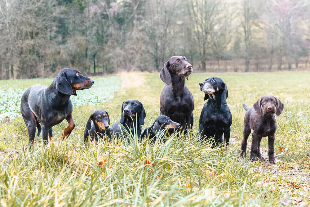 TierfotografieSaarland-Jagdhundefotografie