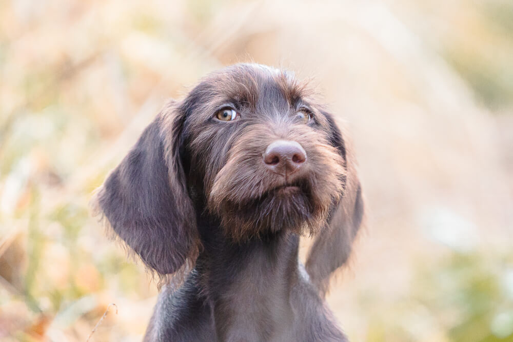 TierfotografieSaarland-Jagdhundefotografie