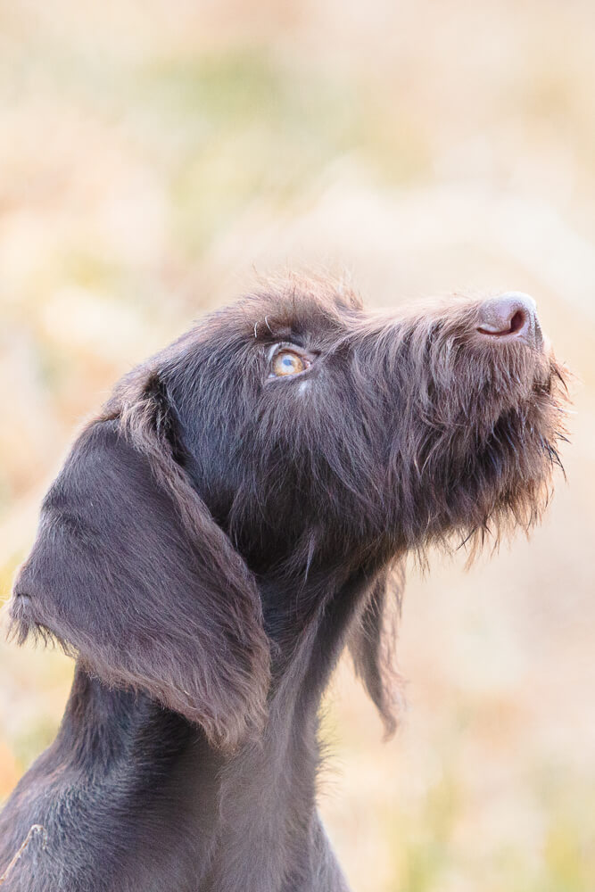 TierfotografieSaarland-Jagdhundefotografie