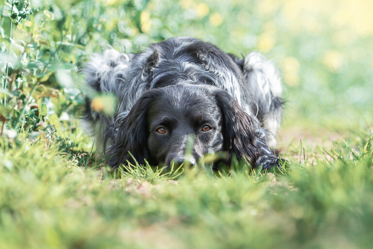 Foto und Video für dich und deinen Hund: Buchbar ab 1. Oktober